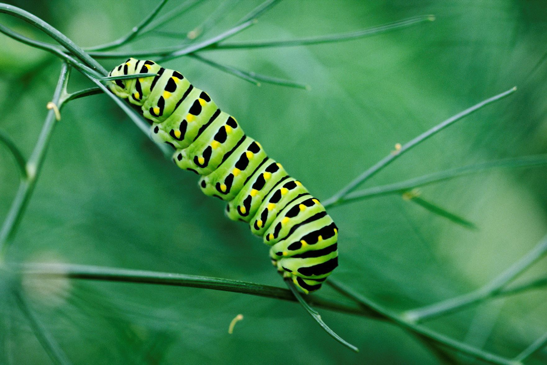 Anise Swallowtail caterpillar